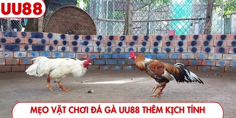 Mẹo vặt chơi đá gà UU88 thêm kịch tính